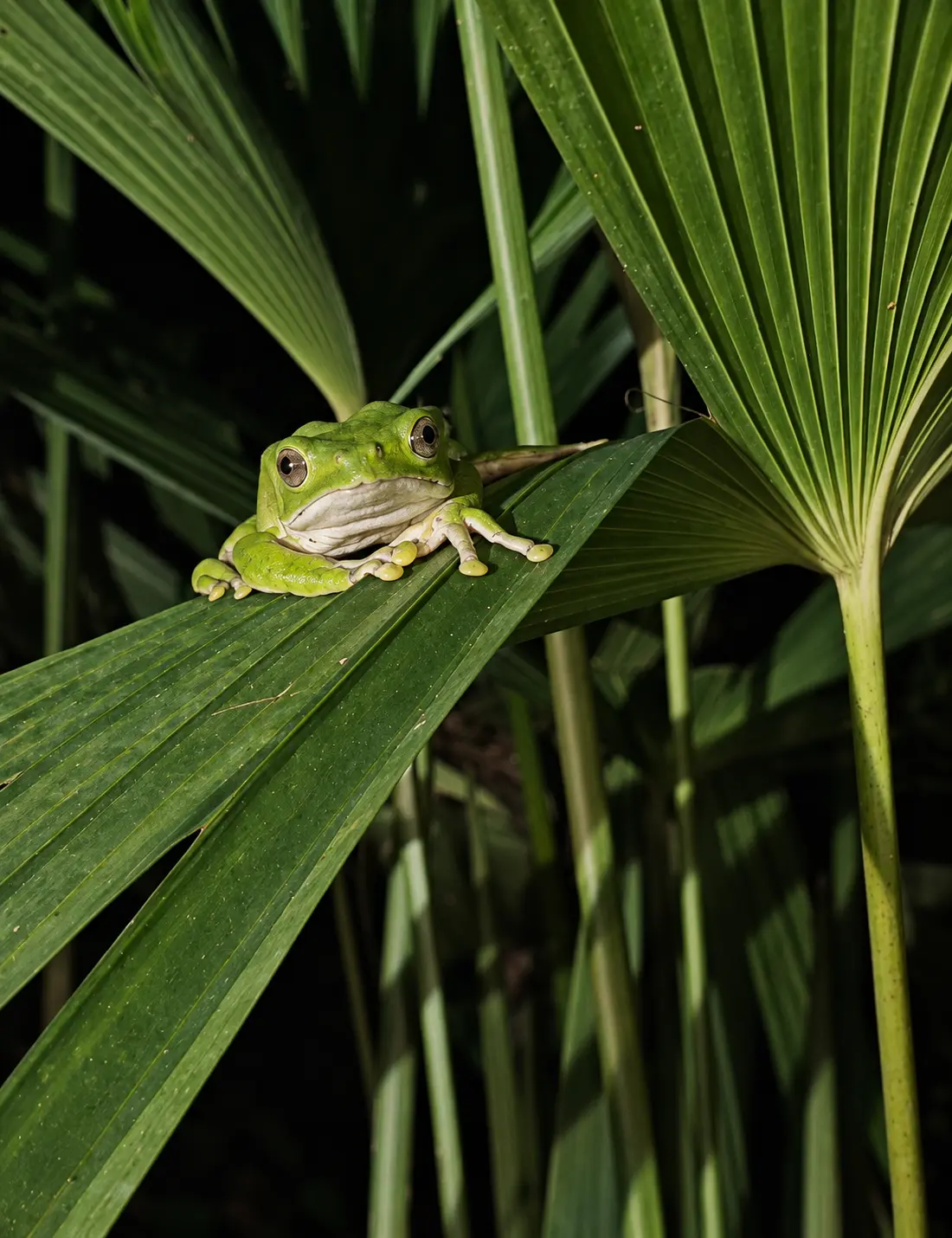 Bright green tree frog resting on a palm leaf at night